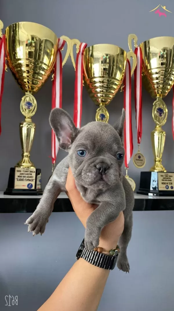 A Kalite French Bulldog Blue Yavrularımız
