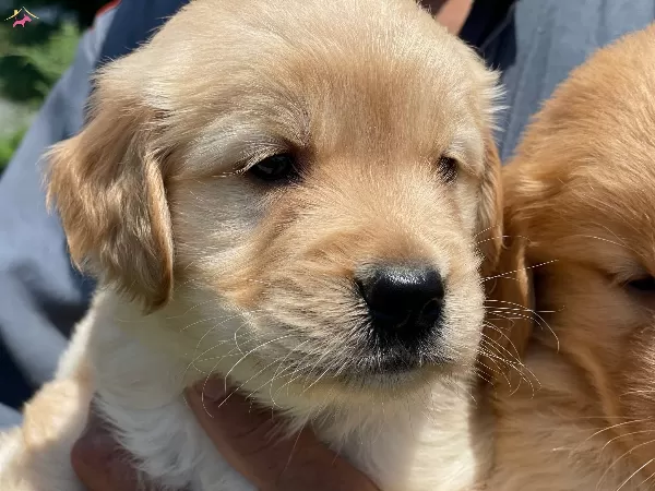 Bebek yüzlü Golden Bebekler
