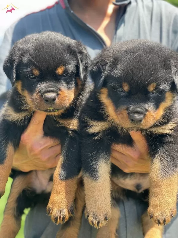 Koca Kafa Rottweiler Bebekler