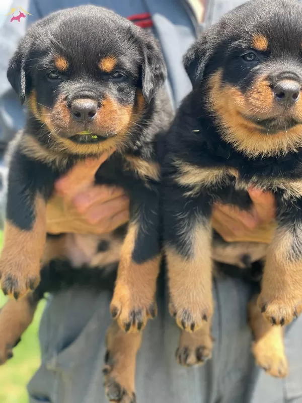 Koca Kafa Rottweiler Bebekler