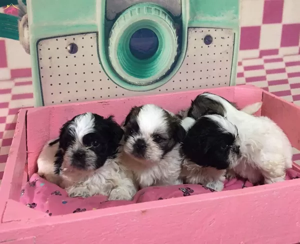 Irk Ve Sağlık Garantili Shih Tzu Yavrularımız