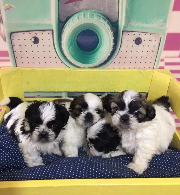 Irk Ve Sağlık Garantili Shih Tzu Yavrularımız