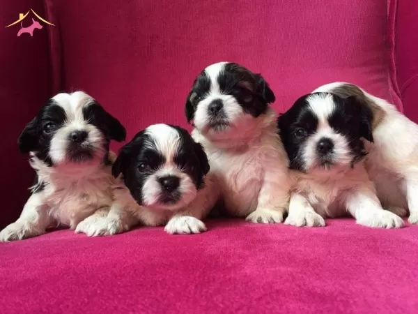 Irk Ve Sağlık Garantili Shih Tzu Yavrularımız