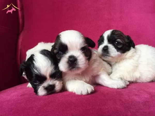 Irk Ve Sağlık Garantili Shih Tzu Yavrularımız