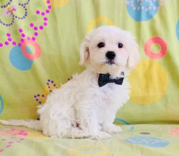 Maltesse Terrier Sıfır Numara