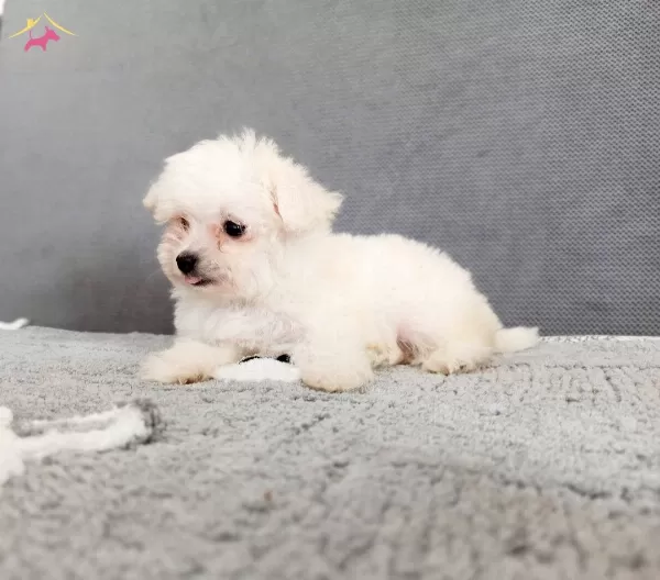 Maltesse Terrier Sıfır Numara