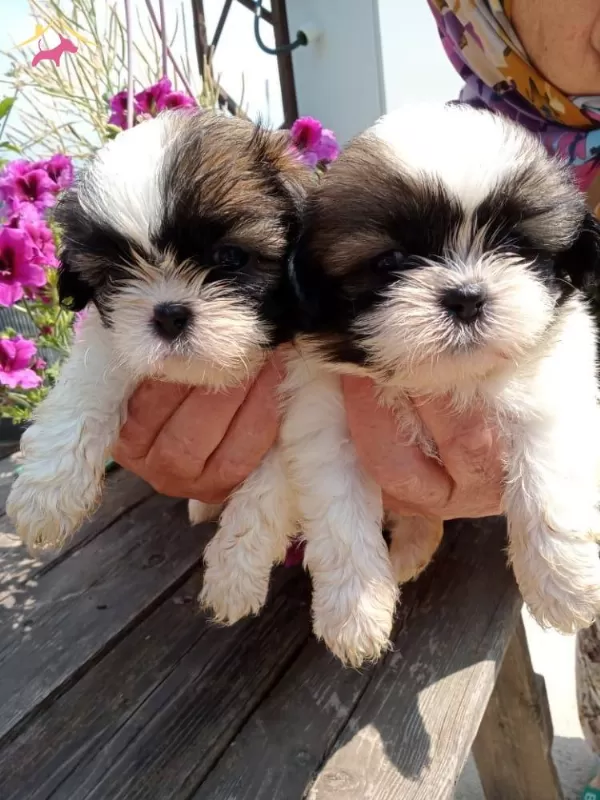 Muhteşem Shih Tzu Yavrularım