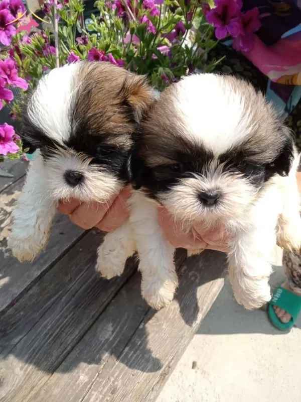 Muhteşem Shih Tzu Yavrularım