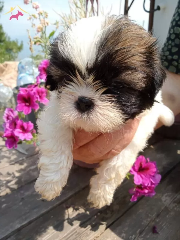 Muhteşem Shih Tzu Yavrularım