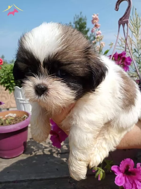 Muhteşem Shih Tzu Yavrularım