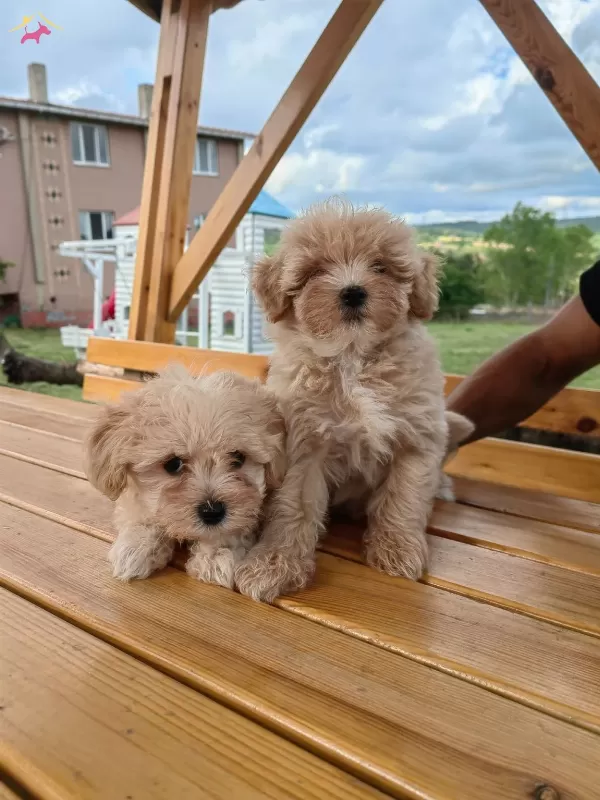 Sevimli Oyuncu Maltipoo Lar