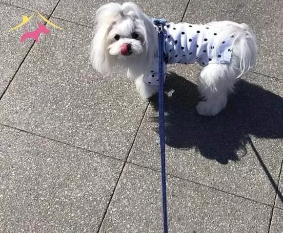 Nadir Görülen Güzellikte Maltese Terrier