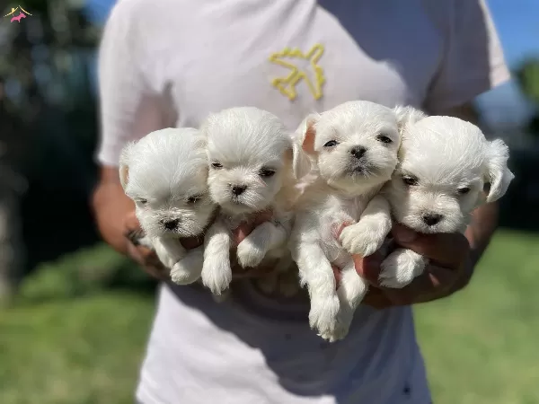 Minnos Maltese Yavrularımız