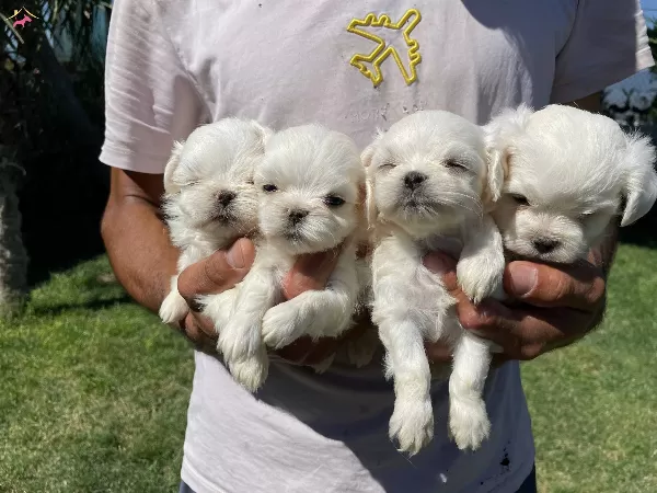 Minnos Maltese Yavrularımız