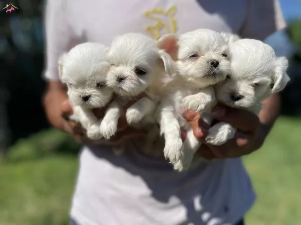 Minnos Maltese Yavrularımız