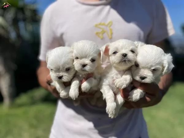 Minnos Maltese Yavrularımız