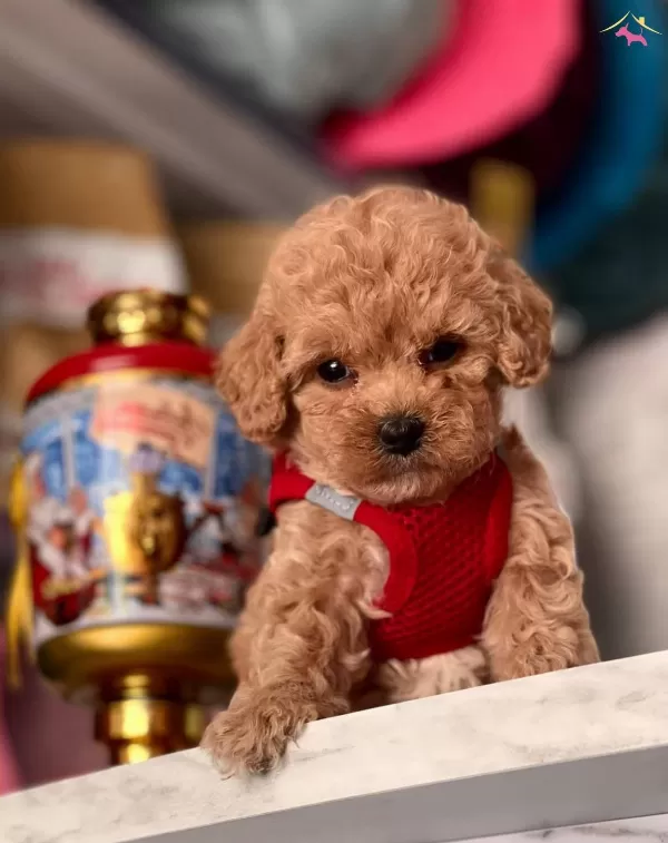 Toy Boy Poodle Yavrular