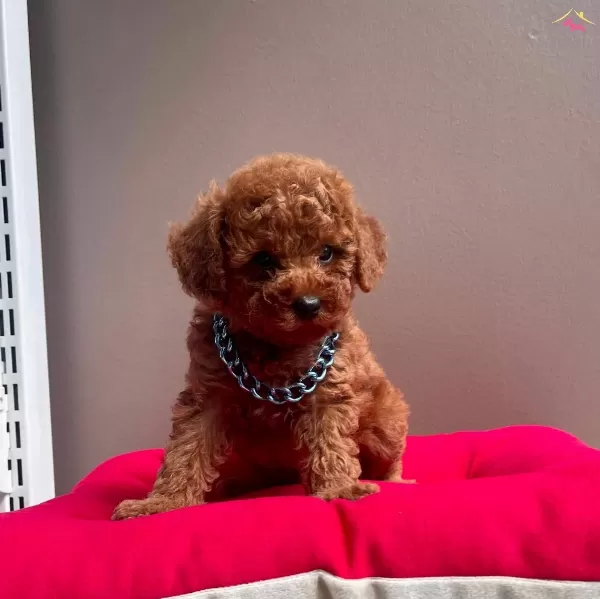 Toy Boy Poodle Yavrular