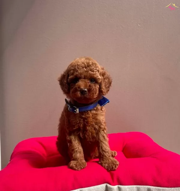 Toy Boy Poodle Yavrular