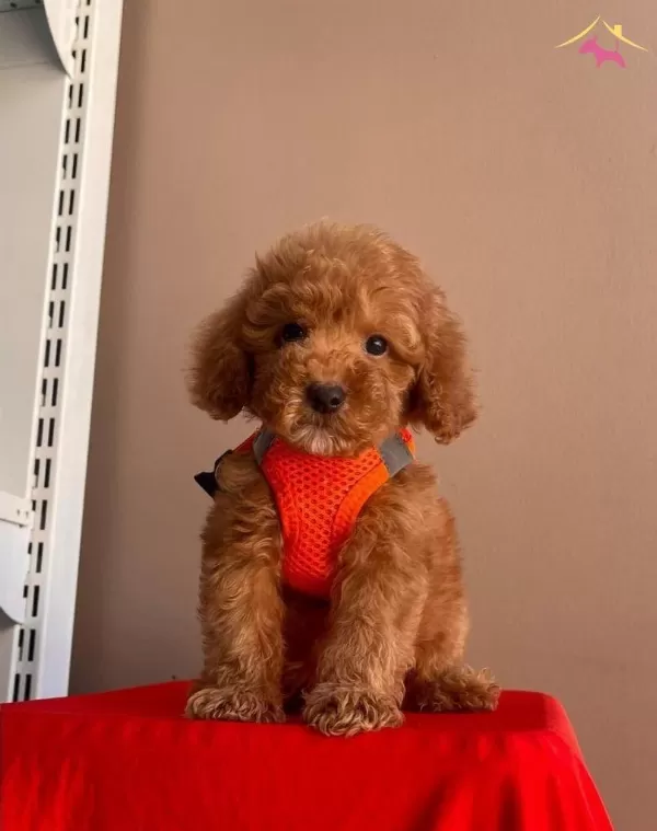 Toy Boy Poodle Yavrular