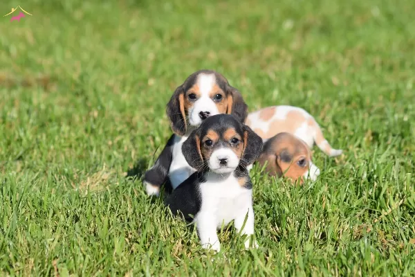 Irk Ve Sağlık Garantili Beagle Yavrular