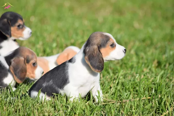 Irk Ve Sağlık Garantili Beagle Yavrular