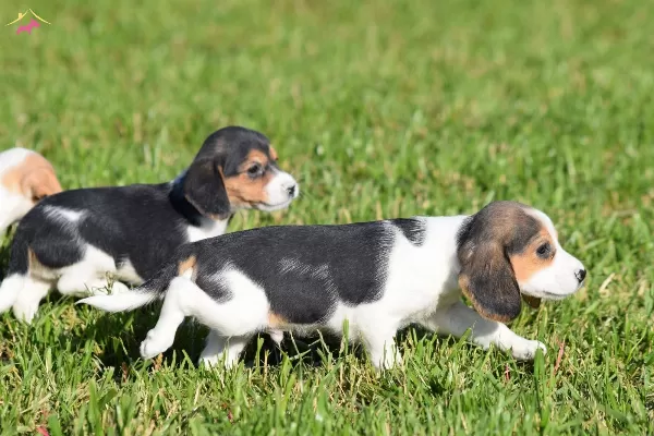 Irk Ve Sağlık Garantili Beagle Yavrular