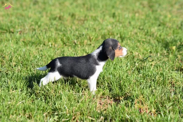 Irk Ve Sağlık Garantili Beagle Yavrular