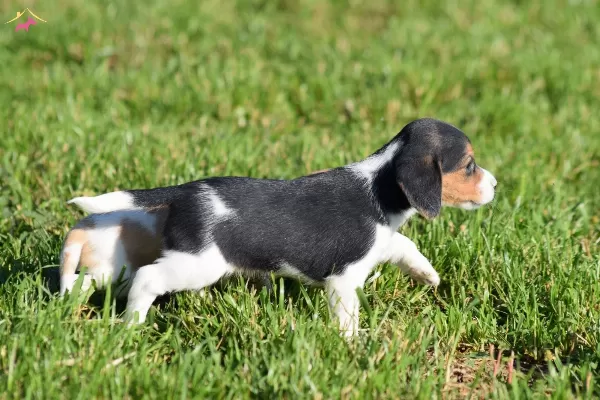 Irk Ve Sağlık Garantili Beagle Yavrular