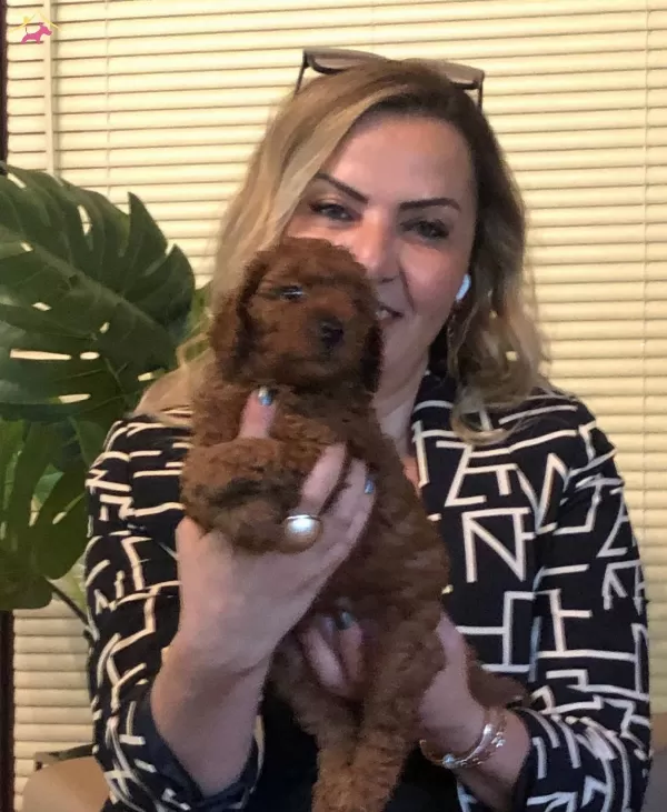 Microchip Li Pasaport Lu Harika Toy Poodle Yavrularımız