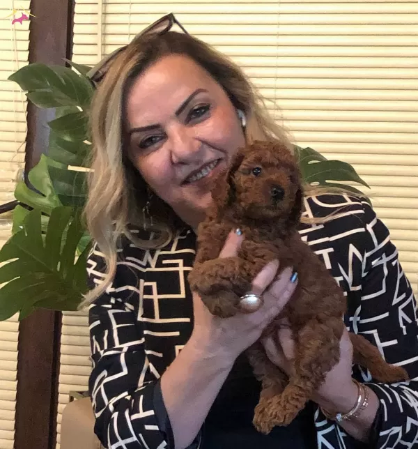 Microchip Li Pasaport Lu Harika Toy Poodle Yavrularımız