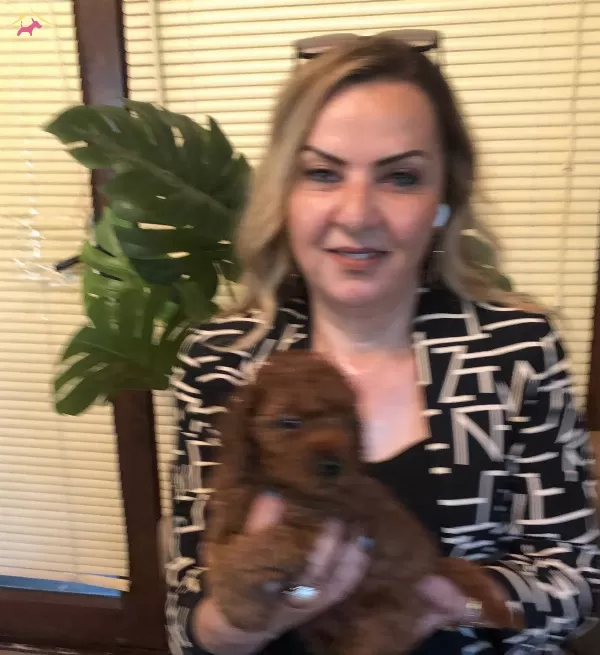 Microchip Li Pasaport Lu Harika Toy Poodle Yavrularımız