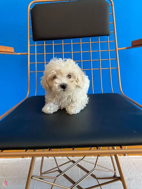 Dalgali Tuylu Krem Bebek Maltipoo Yavruları