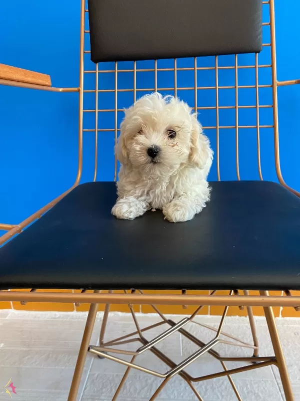 Dalgali Tuylu Krem Bebek Maltipoo Yavruları