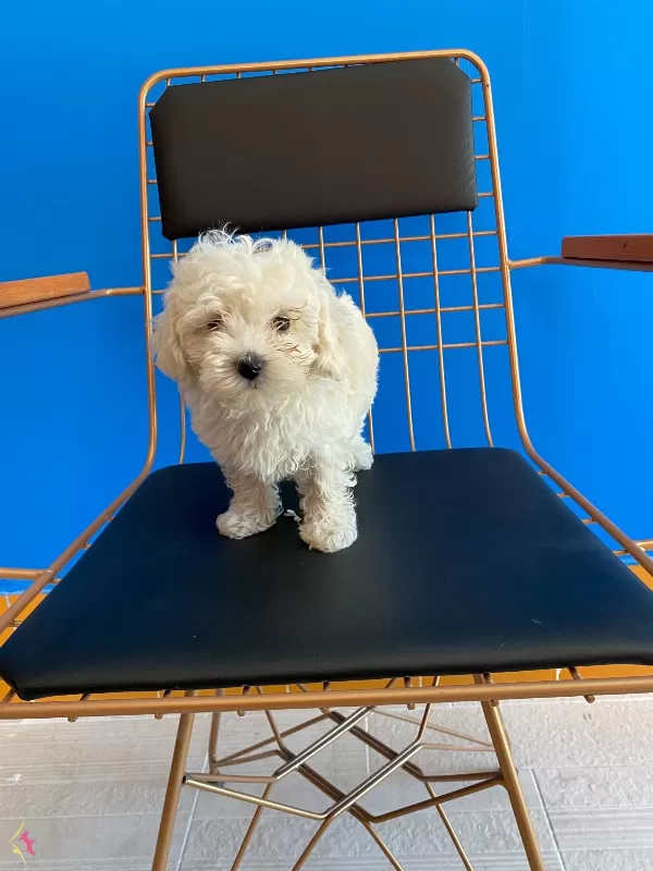 Dalgali Tuylu Krem Bebek Maltipoo Yavruları