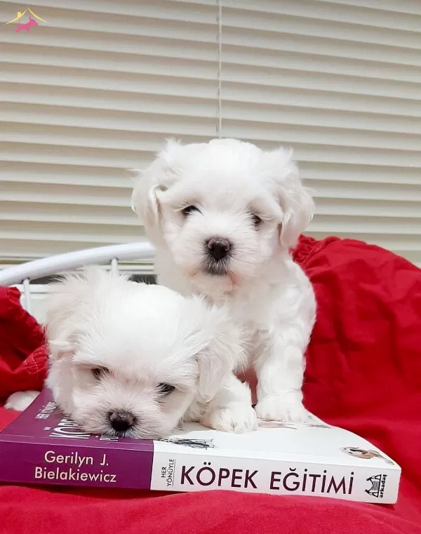 Maltesse Terrier Yavrumuz