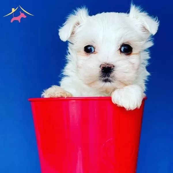 Tatlımı Tatlı Maltesse Terrier