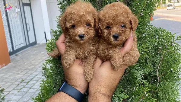 Orijinal Ozel Toy Poodle Yavruları