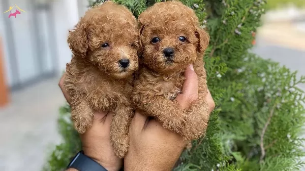 Orijinal Ozel Toy Poodle Yavruları