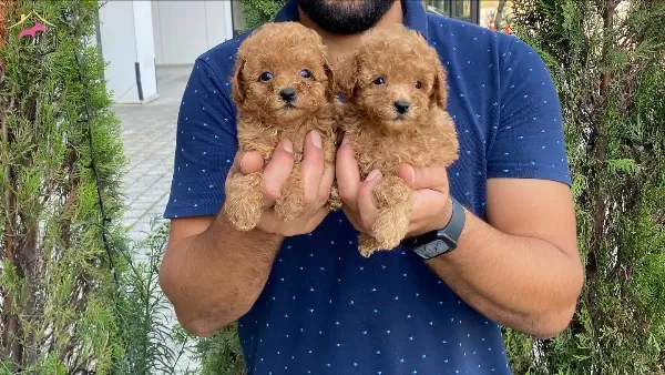 Orijinal Ozel Toy Poodle Yavruları