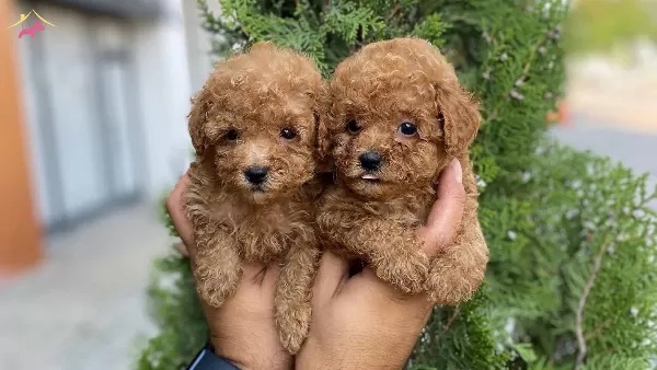Orijinal Ozel Toy Poodle Yavruları