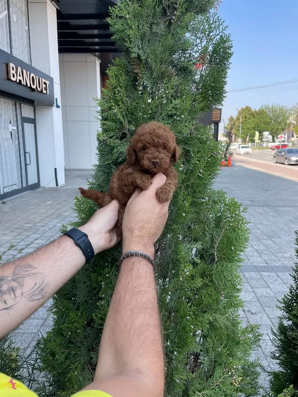 Red Brown Poodle Bebeklerimiz