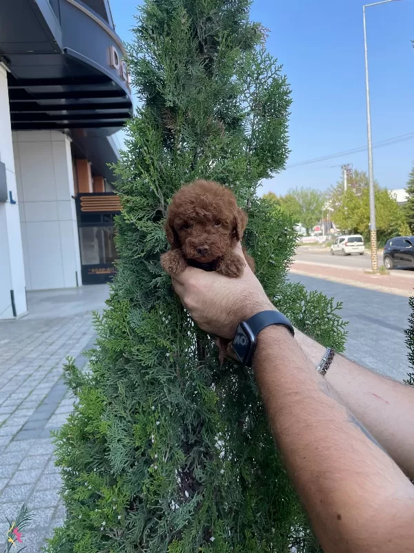 Red Brown Poodle Bebeklerimiz
