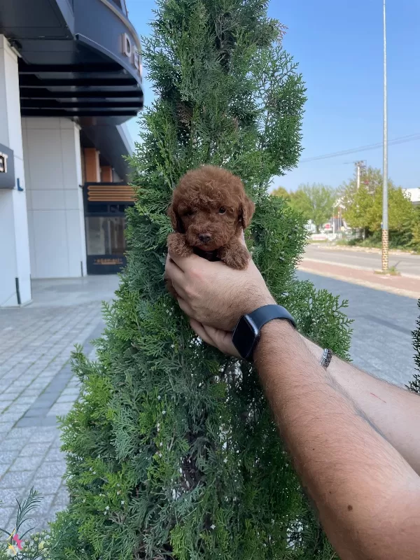 Red Brown Poodle Bebeklerimiz