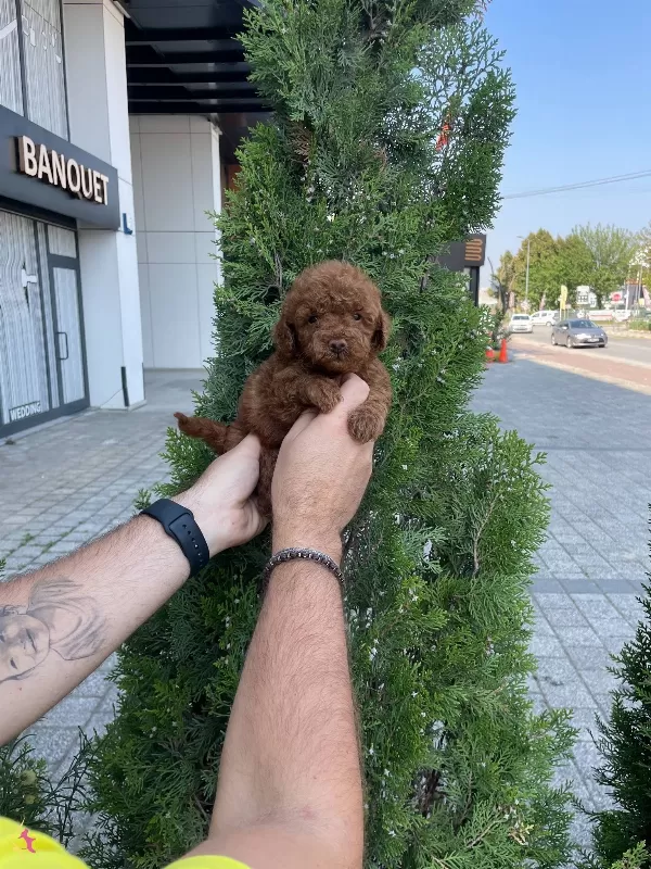 Red Brown Poodle Bebeklerimiz