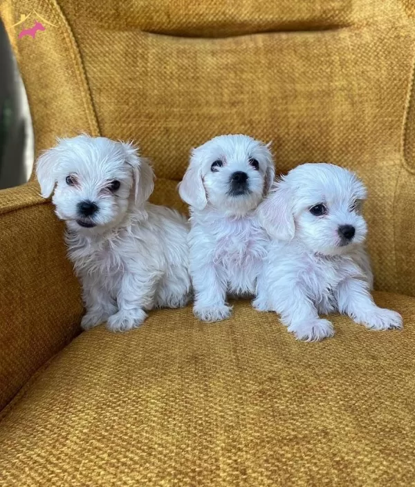 Pamuk Gibi Maltese Terrier Yavrularmz