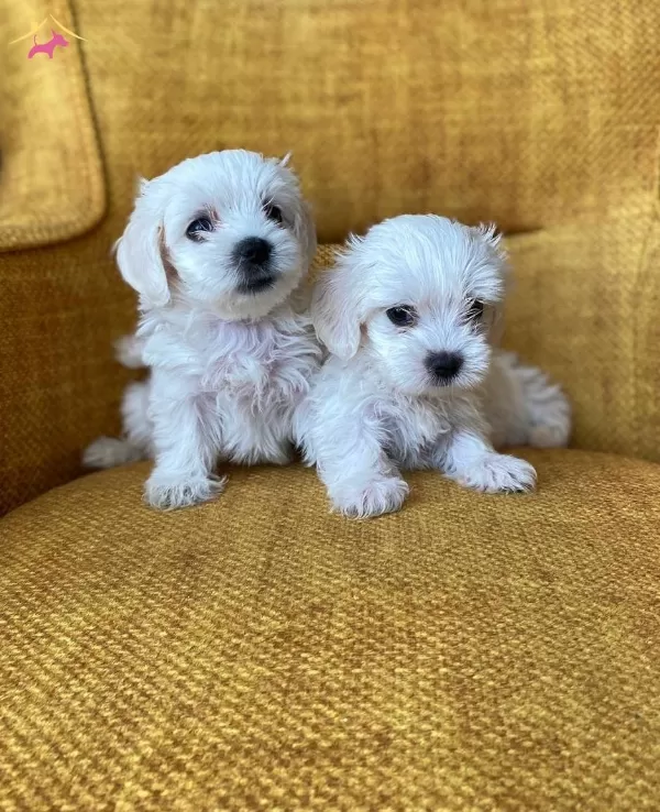Pamuk Gibi Maltese Terrier Yavrularmz