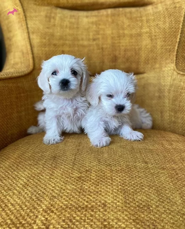 Pamuk Gibi Maltese Terrier Yavrularmz