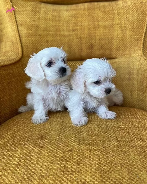 Pamuk Gibi Maltese Terrier Yavrularmz