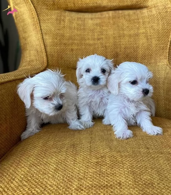 Pamuk Gibi Maltese Terrier Yavrularmz